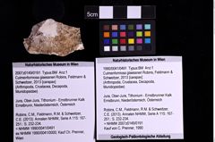 Foto (Objekt + Etiketten) von Culmenformosa glaessneri (Robins, Feldmann & Schweitzer, 2013) (NHMW-GEO-1990-0041-0491)